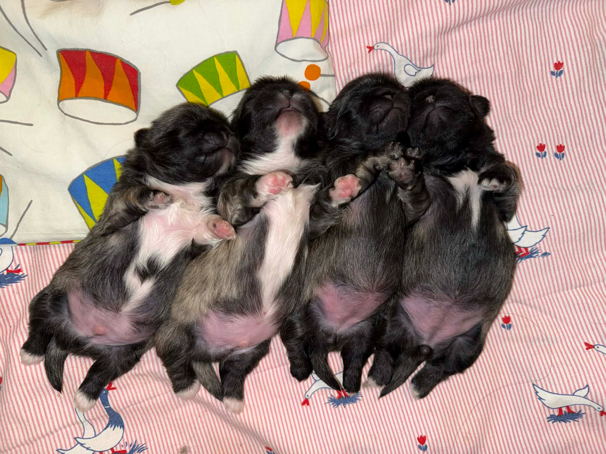 f797f7fb-6e36-4b60-beef-3d315cc90863